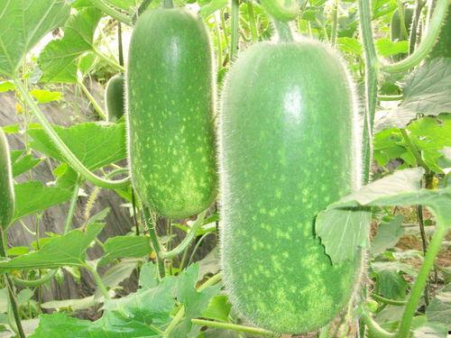 吃瓜大赛每日聚集地